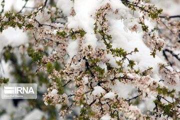 Snowfall in spring in north, west of Iran