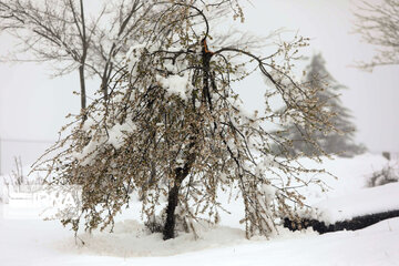 Snowfall in spring in north, west of Iran