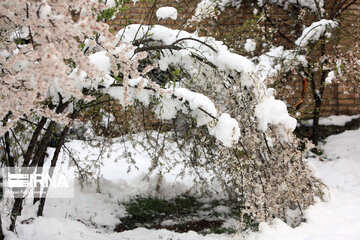 Snowfall in spring in north, west of Iran