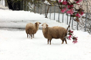 Snowfall in spring in north, west of Iran