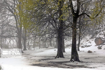 Snowfall in spring in north, west of Iran