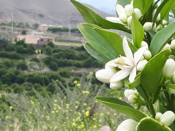 روستای نراب جیرفت