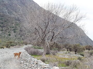 روستای نراب جیرفت