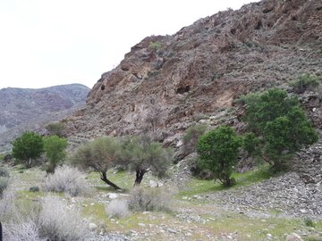 روستای نراب جیرفت