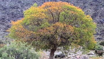 روستای نراب جیرفت