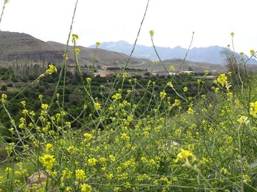 روستای نراب جیرفت