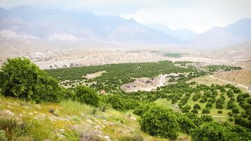 روستای نراب جیرفت