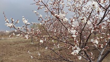 شکوفه دادن درختان زردآلو در ماکو