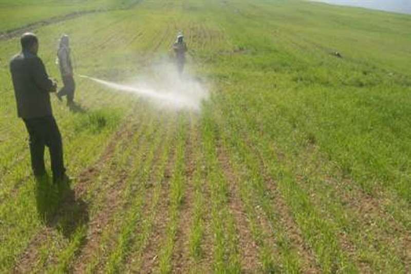 مدیر جهاد کشاورزی کبودرآهنگ: علف های هرز تا ۴۰ درصد محصولات دیم را کاهش می‌دهد