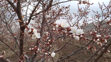 Blossoms of yellow plum trees in spring