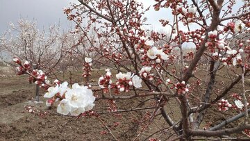 Blossoms of yellow plum trees in spring