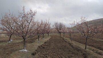 Blossoms of yellow plum trees in spring