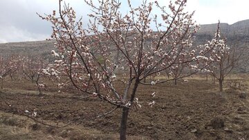 Blossoms of yellow plum trees in spring