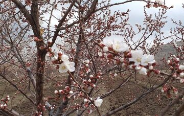 Blossoms of yellow plum trees in spring