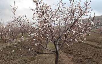 Blossoms of yellow plum trees in spring