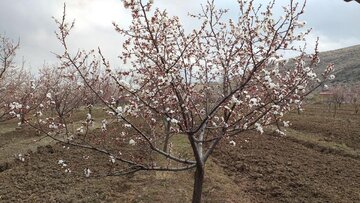 Blossoms of yellow plum trees in spring