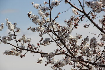 Blossoms of yellow plum trees in spring