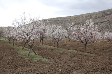 Blossoms of yellow plum trees in spring