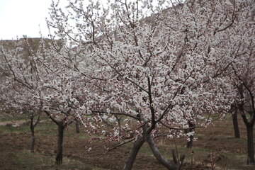 Blossoms of yellow plum trees in spring