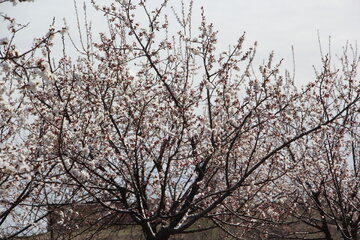 Blossoms of yellow plum trees in spring