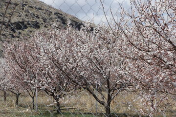 Blossoms of yellow plum trees in spring