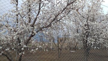 Blossoms of yellow plum trees in spring