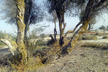 مبارزه با ملخ صحرایی در سیستان و بلوچستان