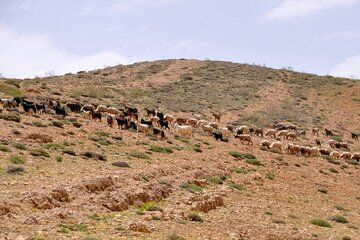 کوچ عشایر به اصفهان در اوج تهدید کرونا، حرکت به سوی مرگ یا زندگی 