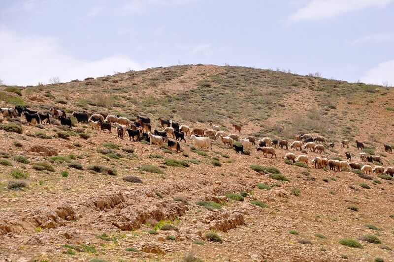 عشایر با پیمودن ایل‌راه‌ها، زمان کوچ خود به سمیرم را به تعویق بیندازند