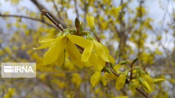 Spring in Iran