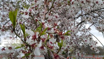 Spring in Iran