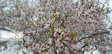 Spring in Iran