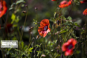 Beauty of Iranian nature in spring