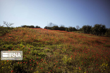 Beauty of Iranian nature in spring