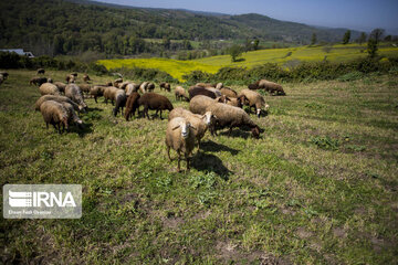 Beauty of Iranian nature in spring