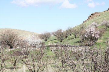 خودنمایی جلوه‌های زیبای بهاری در مهاباد