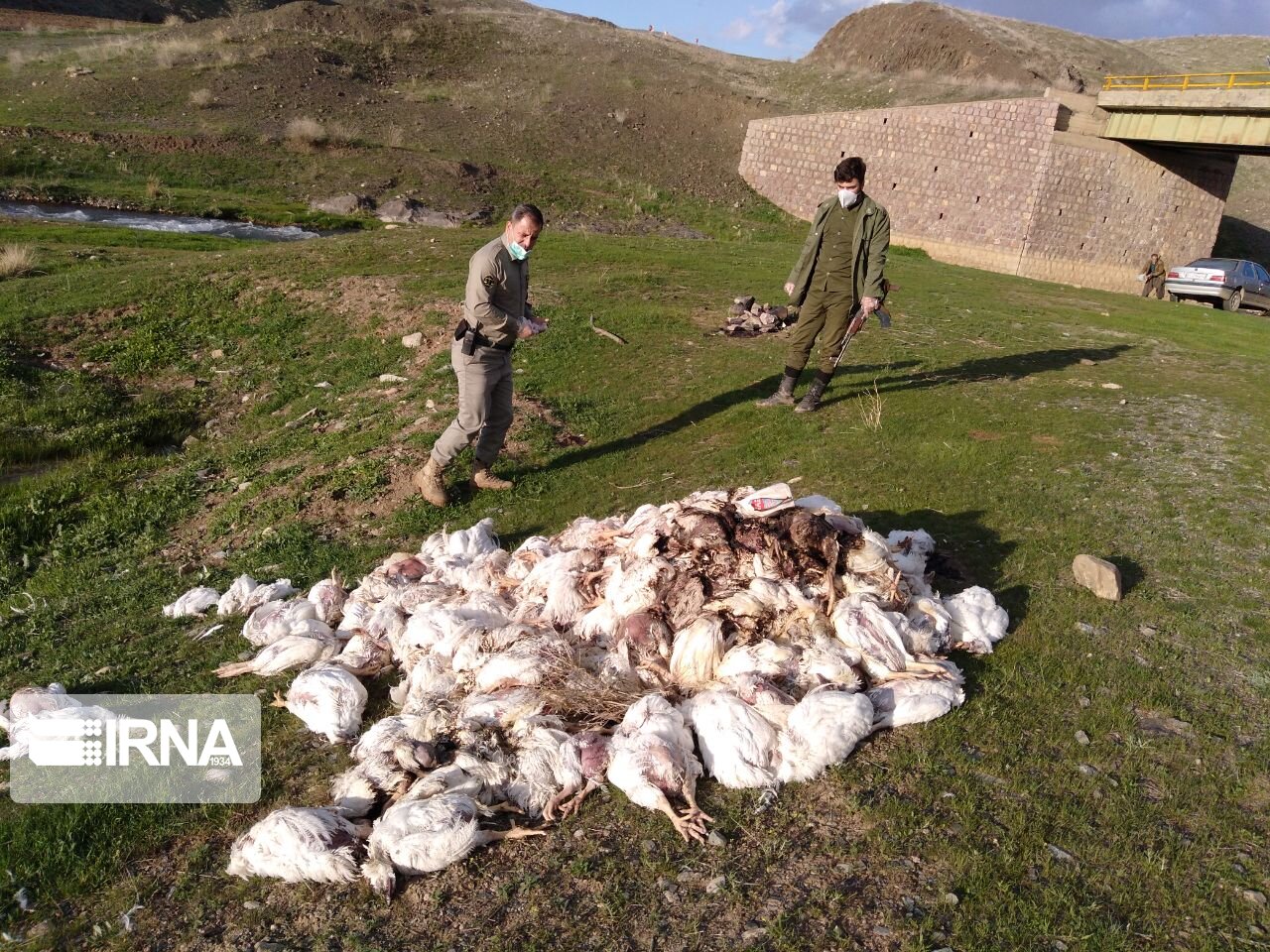 ۴۰۰ لاشه مرغ فاسد در سقز کشف و معدوم شد