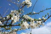 نخستین شکوفه‌های بهاری در میاندوآب