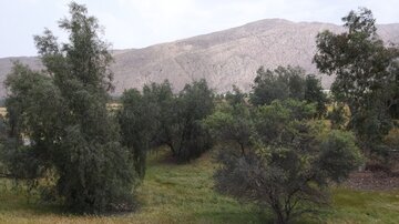 بوشهری‌ها به ۱۳ بدر مجازی می‌روند