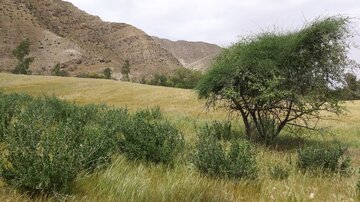 بوشهری‌ها به ۱۳ بدر مجازی می‌روند