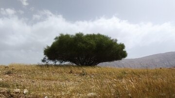 بوشهری‌ها به ۱۳ بدر مجازی می‌روند