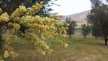 بوشهری‌ها به ۱۳ بدر مجازی می‌روند