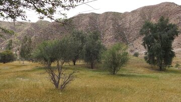 بوشهری‌ها به ۱۳ بدر مجازی می‌روند