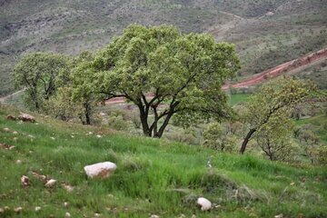 پارک جنگلی شوراب خرم‌آباد در روز طبیعت