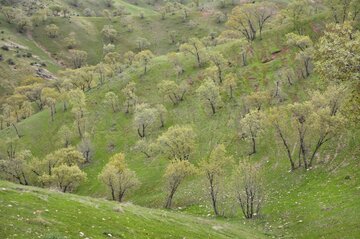 پارک جنگلی شوراب خرم‌آباد در روز طبیعت