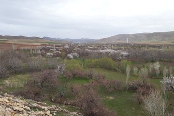 شکوفه زدن درختان میوه در میاندوآب