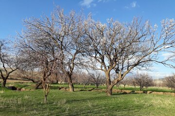 شکوفه زدن درختان میوه در میاندوآب