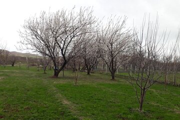 شکوفه زدن درختان میوه در میاندوآب