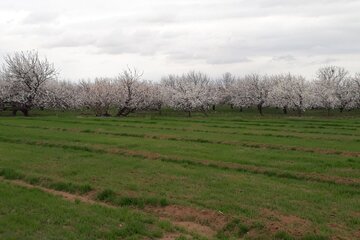 شکوفه زدن درختان میوه در میاندوآب