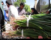 بساط فروش گیاهان کوهی جمع شد